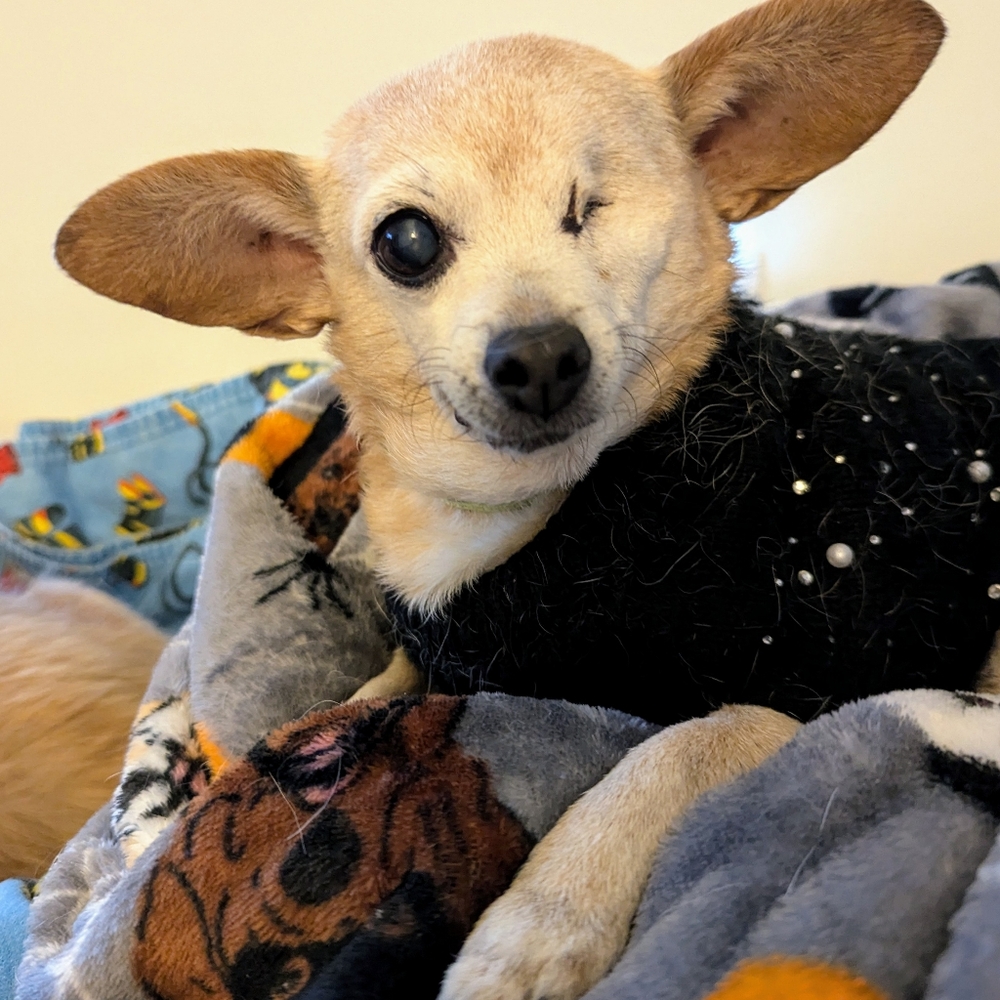 Meet your Posher, Lisa